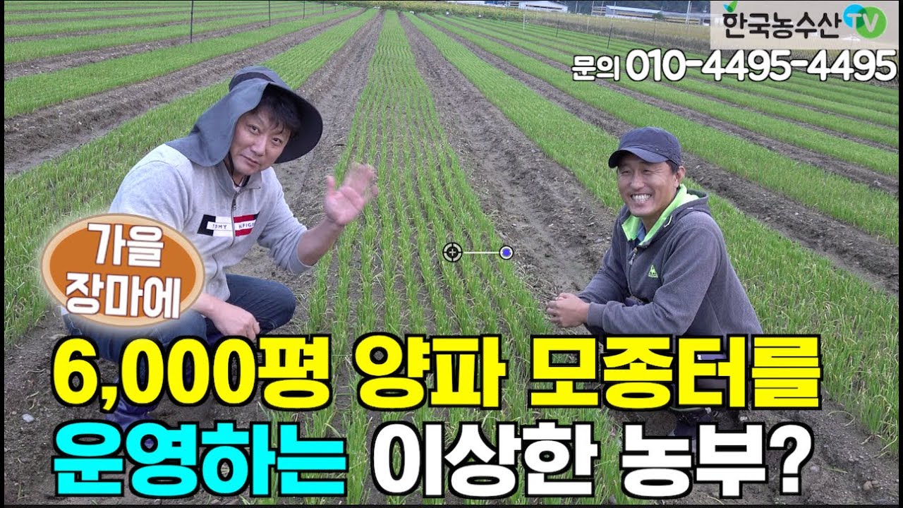 [한국농수산TV] 6천평, 양파씨앗 900캔 부은... 슈퍼농부의 양파모종 밭을 가다