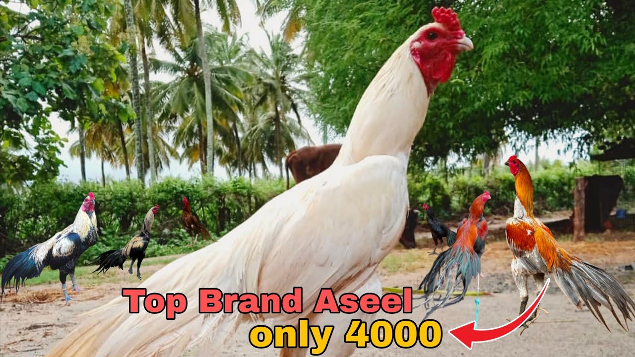 Top Brand Aseel Murga 💪🤯