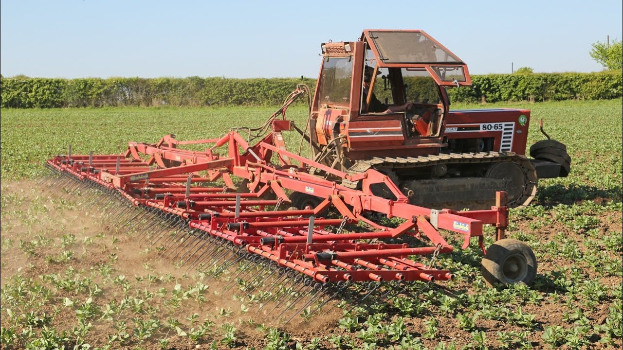 Harrowing beans with a classic Fiat 80-65 crawler tractor and 10.5m Einböck | Steel Tracks at Work
