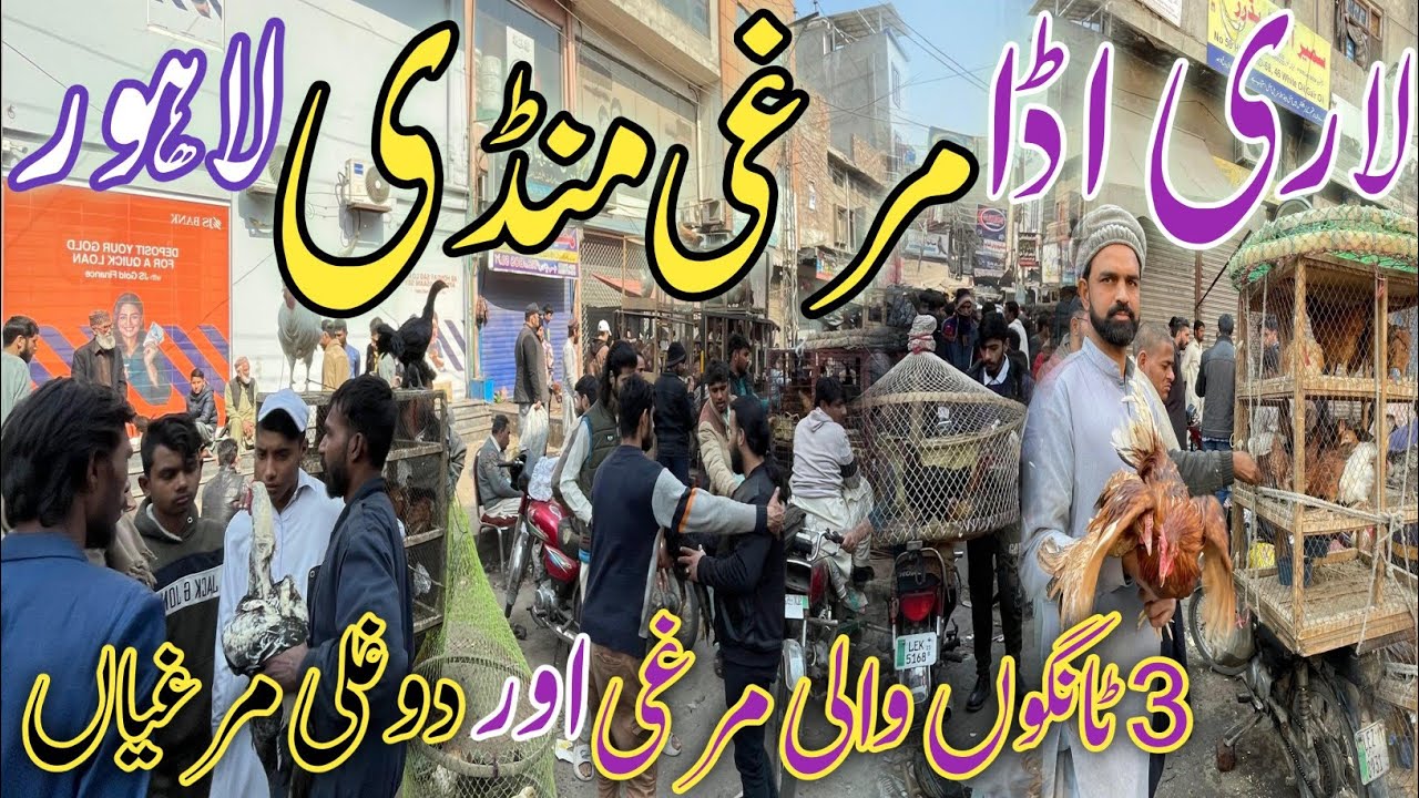 Lari Adda Lahore Murga Mandi Latest Price Update 2025 | Lahore Lari Adda Aseel Murgha Mandi