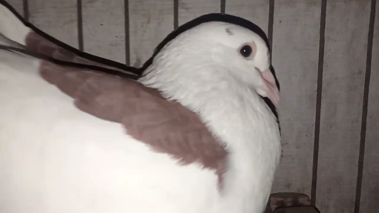 Kobutor 🕊️🕊️🕊️🕊️🕊️🕊️🕊️