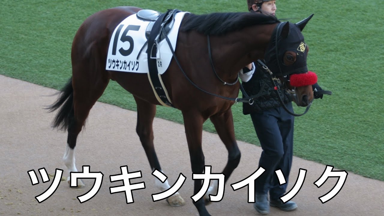 【現地撮影】2026年1月17日中山競馬場2Rツウキンカイソク&菅原明良騎手7着