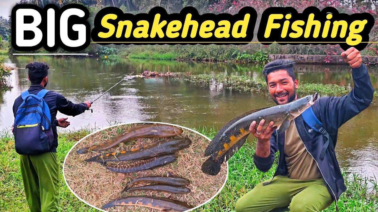 “ఇక్కడ పెద్ద పుమేను చేపలు ఉన్నాయి 😨 | Big Snakehead Fishing | Sekhar Fishing Vlogs