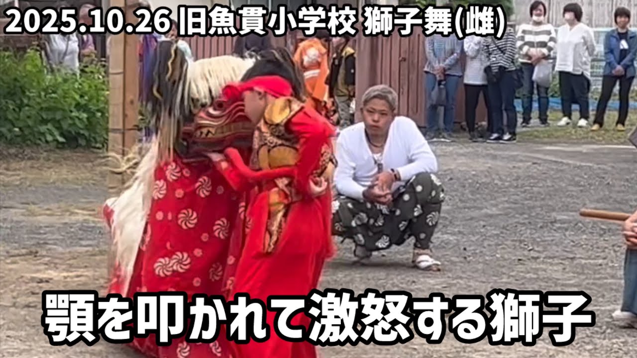 【天草】2025.10.26「魚貫住吉神社秋祭り」雌獅子舞「このあと激怒します」【あまくさもん】