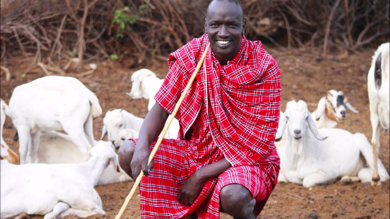 Beautiful Goats of Mile 46, Maasai town in Kajiado District, KENYA