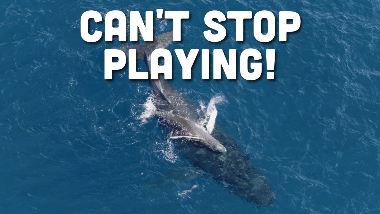 This Baby Whale has SO Much Energy!