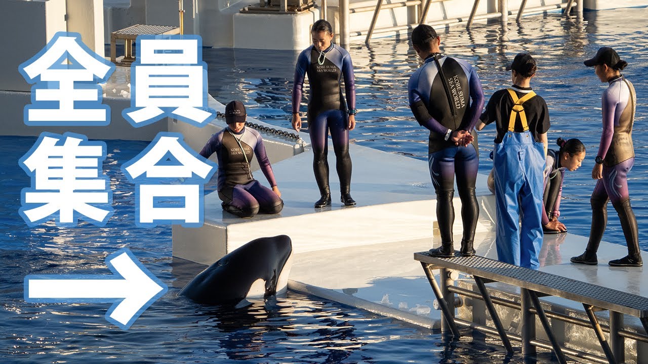 ゾクゾクとシャチの周りに飼育員さん全員集合