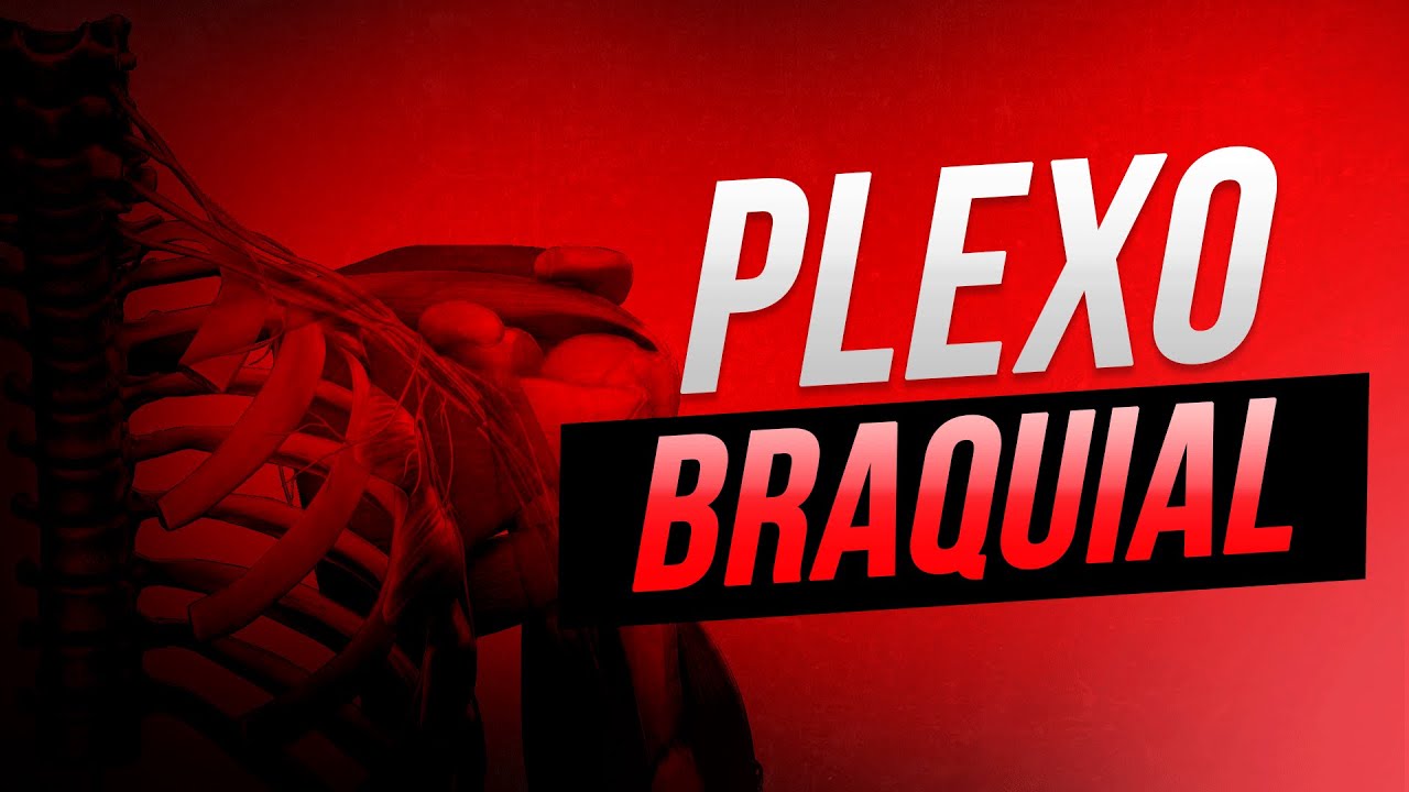 Plexo braquial - por Dr. Maicon Oelke
