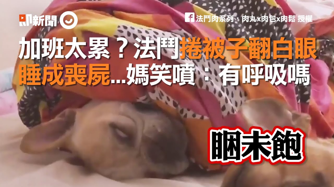法國鬥牛犬加班太累 捲被子睡到翻白眼 狗媽看了笑噴：還有呼吸嗎？| 寵物 | 狗狗 | 法鬥