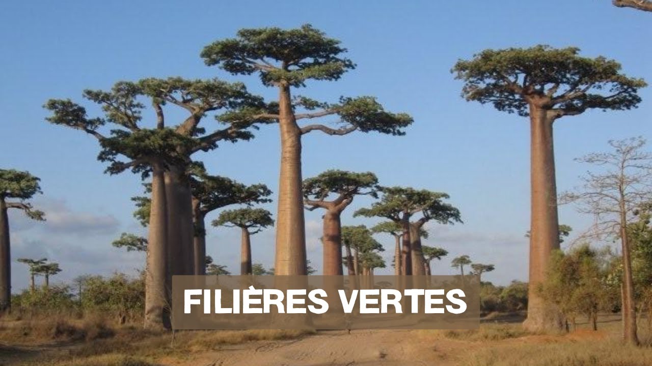 Capsule n°3/5: Fillière verte