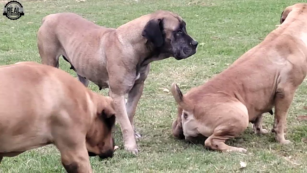 Real Boerboels - Females Coming Into Season – Pack Goes Wild with Excitement and Scenting