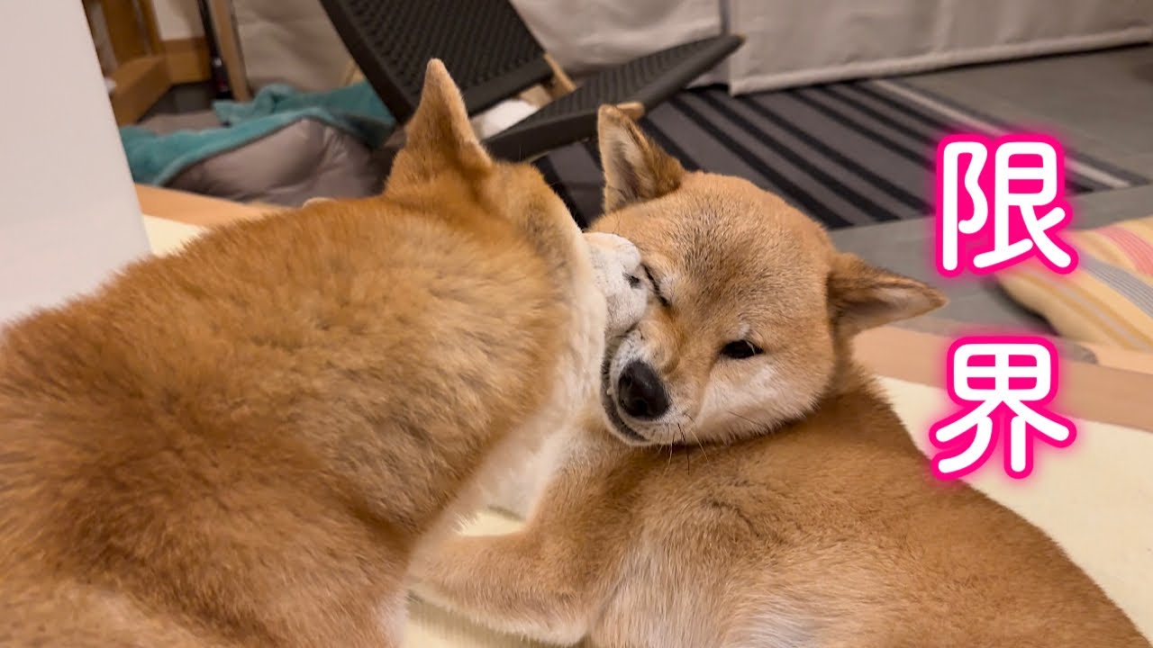 姉の重すぎる愛を受け止めきれず最後は降参してしまう柴犬が可愛い