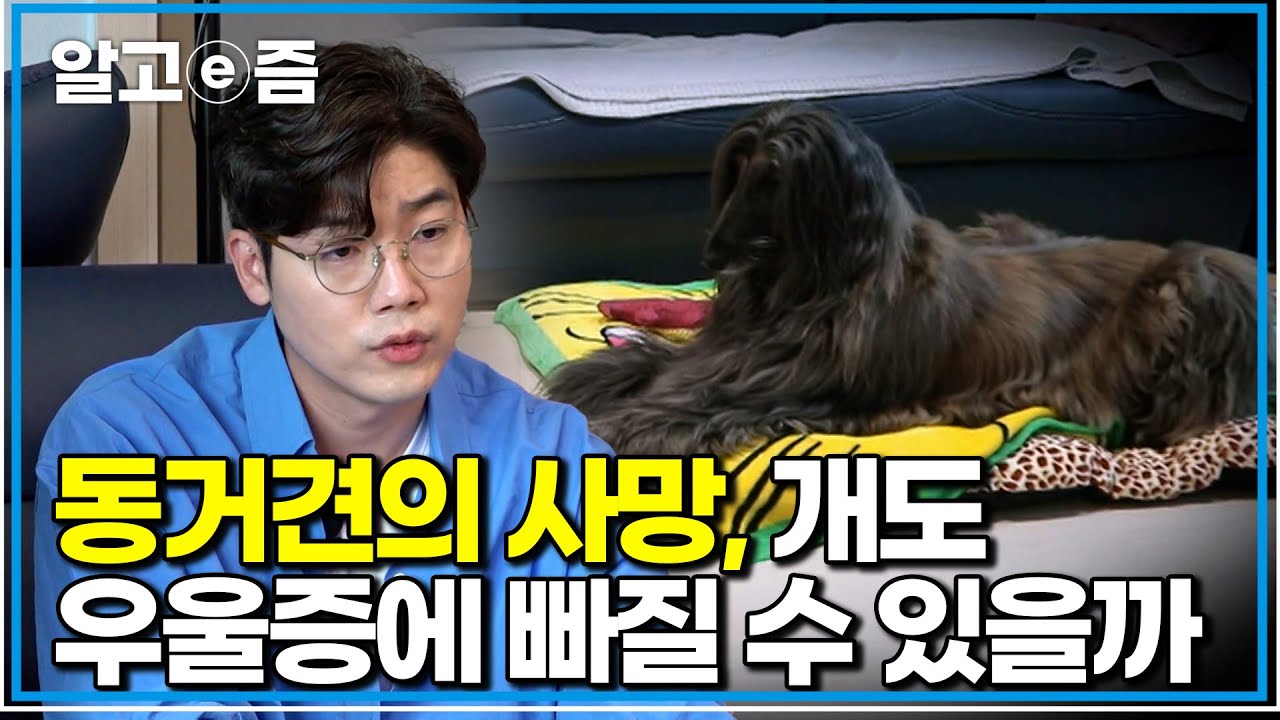 이별 후 무너진 다롱이, 설쌤이 발견한 마음의 병｜세상에 나쁜 개는 없다｜알고e즘