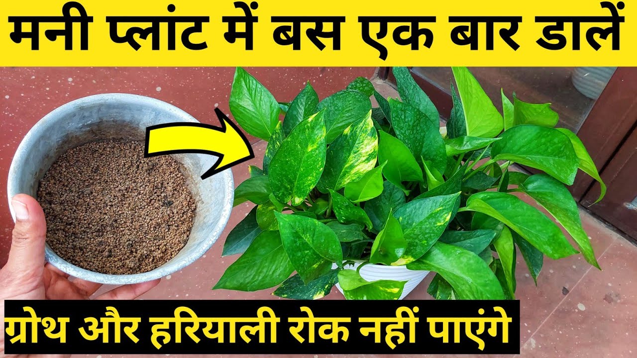 Money plant में बस एक बार डालें, हरियाली और ग्रोथ रोके न रुकेगा.Money plant care.greenhouse.