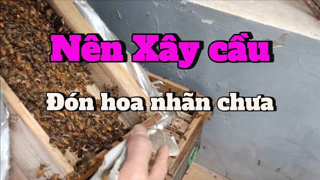Xây cầu khi nào thì ong thợ đủ độ tuổi đi lấy mật?