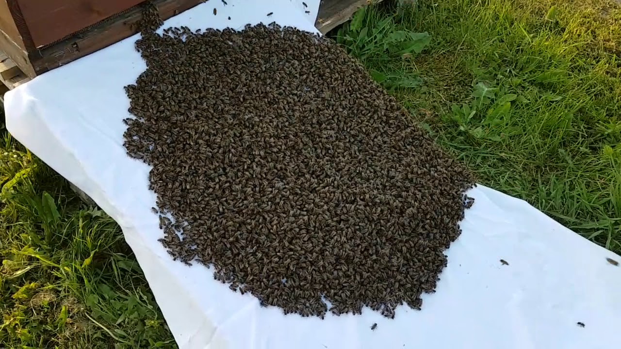 15.05.2018 Bienenschwarm einlaufen lassen bevor es auf Arbeit geht