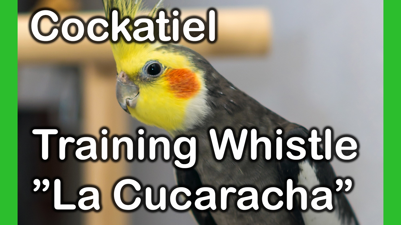Cockatiel songs - La Cucaracha - Medium