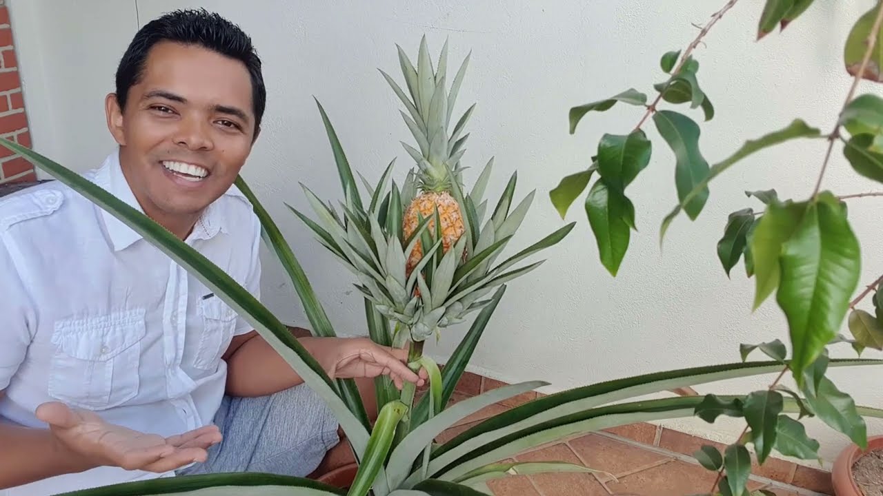 Segredo para cultivar abacaxi forma mais fácil que existe frutificação rápida