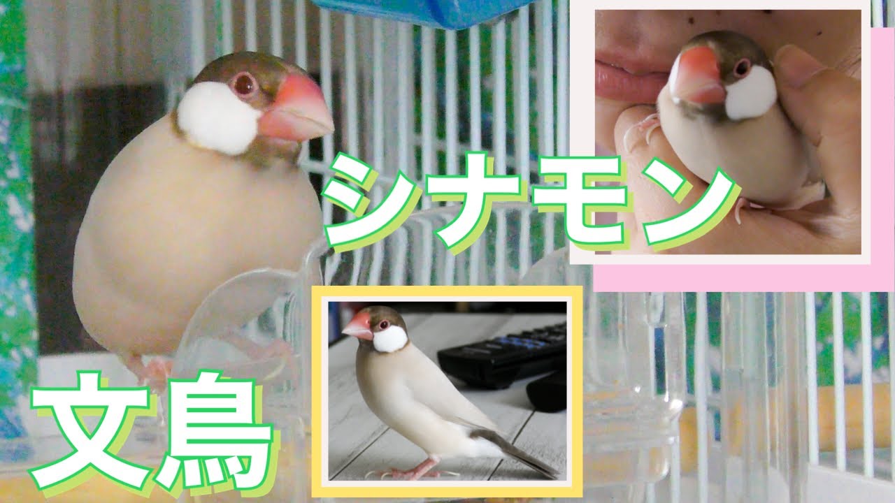ベーグルは元気満点です！ #288