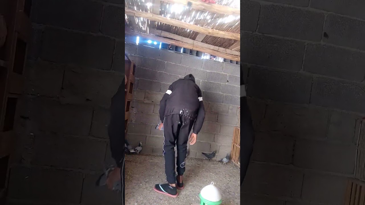 زيارة عند لأخ سليمان🤍 الحمام الفعل الأصيل الخاريق 🕊️ الجزء الأول