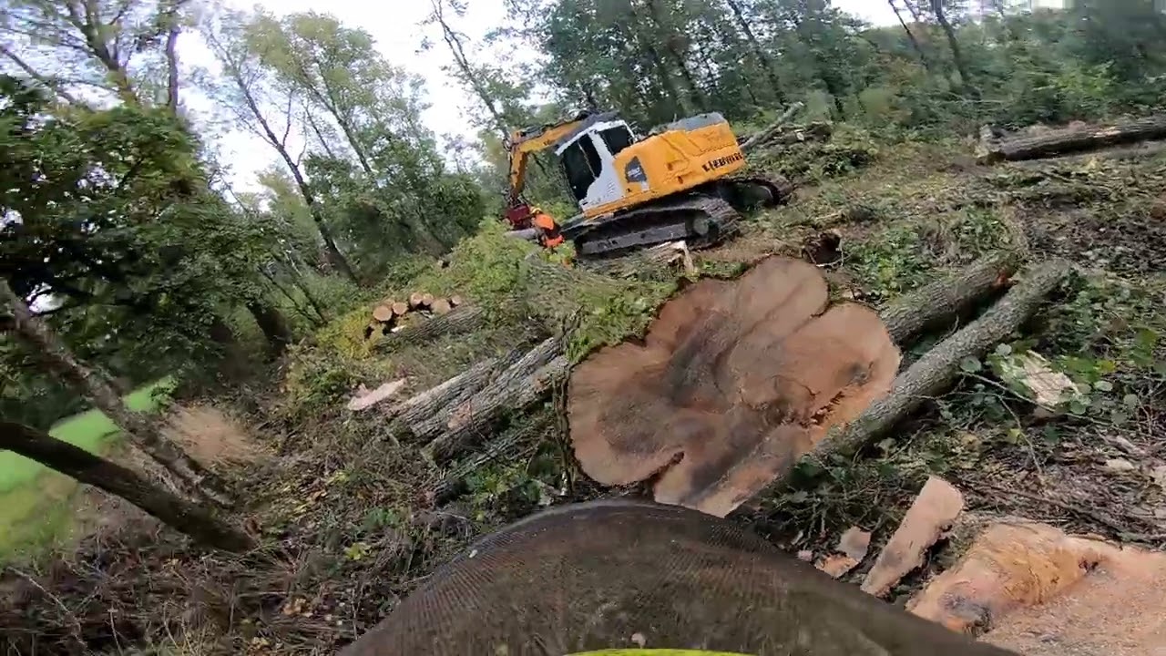 Große Pappeln fällen | Liebherr 920 | Husqvarna 572 | Teil 03