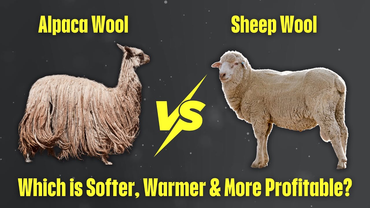 Alpaca vs Sheep Wool: Which Offers Better Comfort and Warmth?