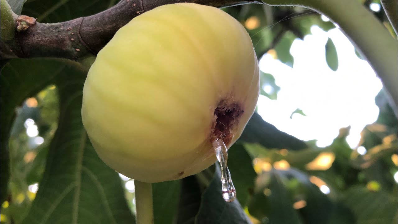ƏNCİR DOŞABI (BƏHMƏZİ). İNCİR PEKMEZİ.