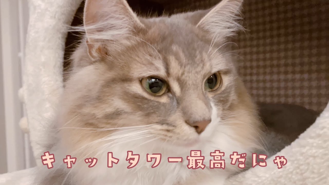 【たぬきち】キャットタワープレゼントしたら可愛すぎたｗｗｗ