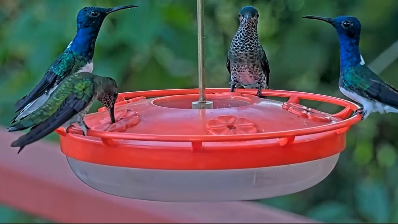 Male And Female White-necked Jacobins Perch At The Round Table In Panama | Feb. 19, 2026