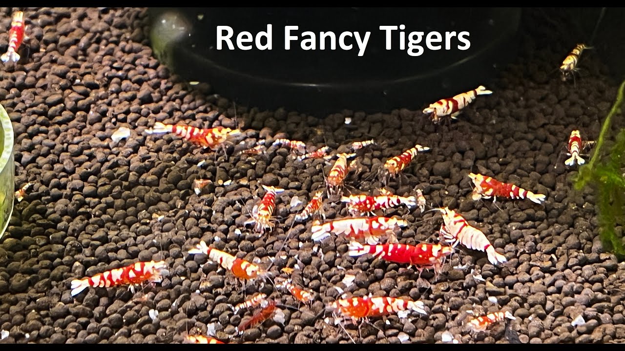 Red Fancy Tiger Shrimp Tank