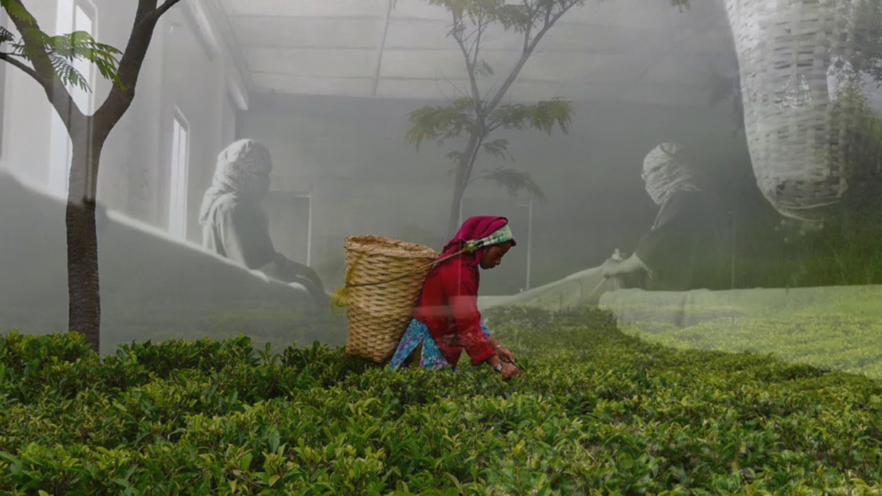 ヒマラヤの茶園、ジュンチヤバリ　Tea garden of the Himalayas - Jun Chiyabari -