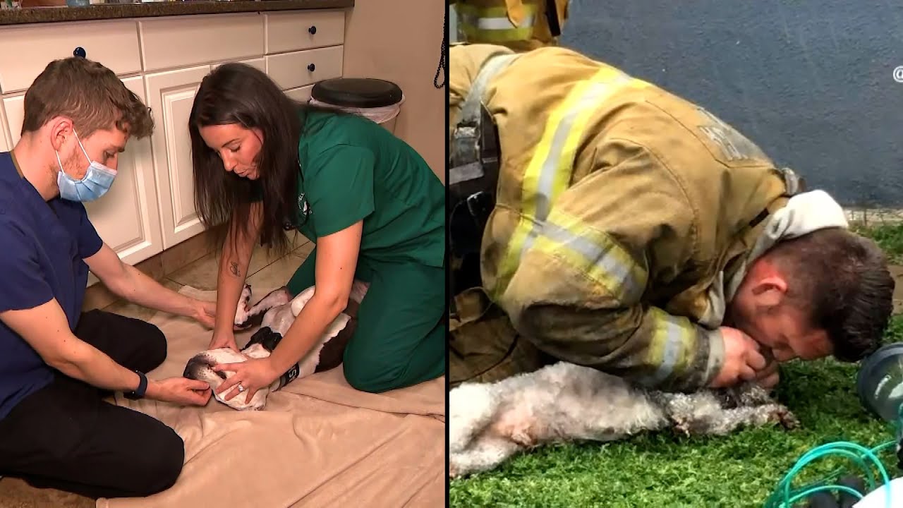 Animals Saved With CPR