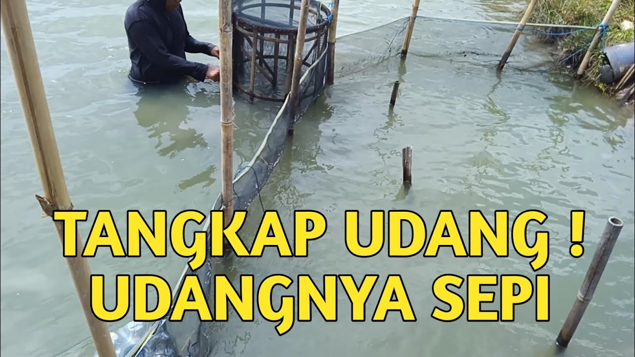Tangkap udang hari ini udangnya sepi