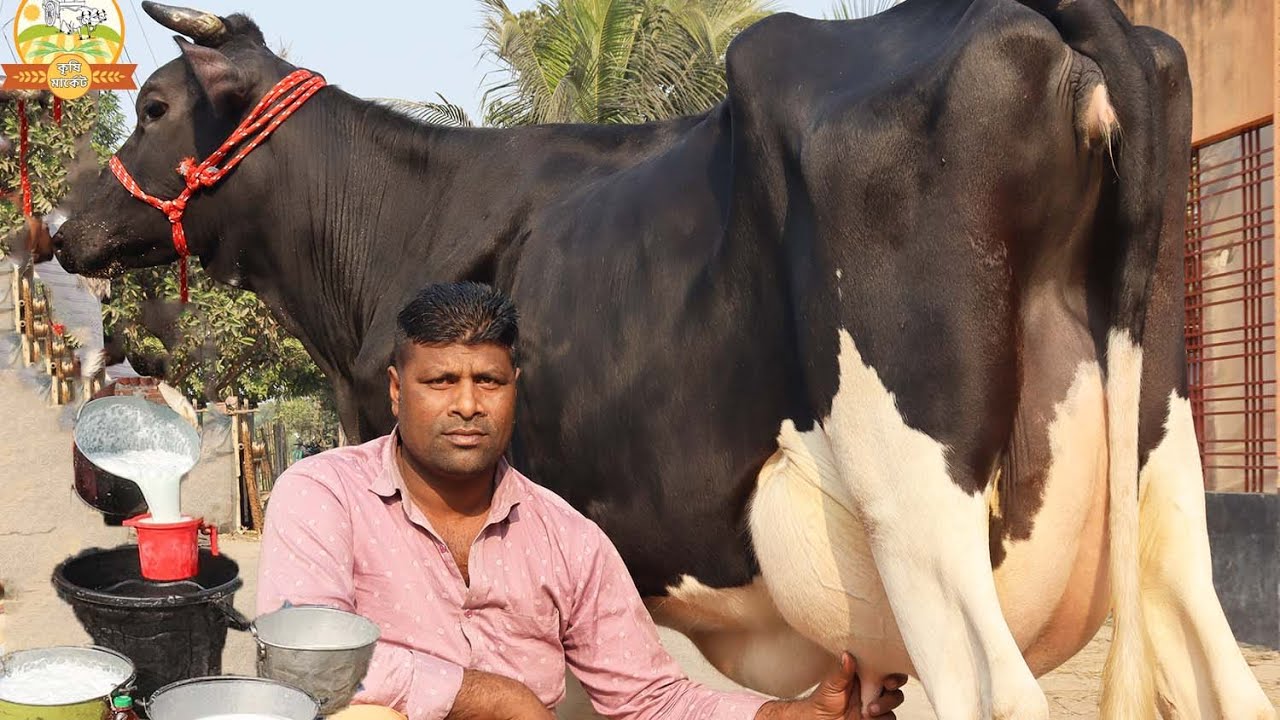 সরাসরি সকালের টানে ২০ কেজি দুধ দোহনের চেলেঞ্জিং ভিডিও ! পাবনা জেলার বড় বড় রাশিয়ান দুধের রাণী গাভী