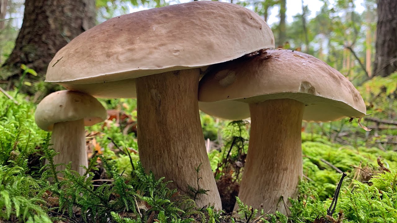 ГРИБЫ КАК ИЗ СКАЗКИ!!! БЕЛАРУСЬ!