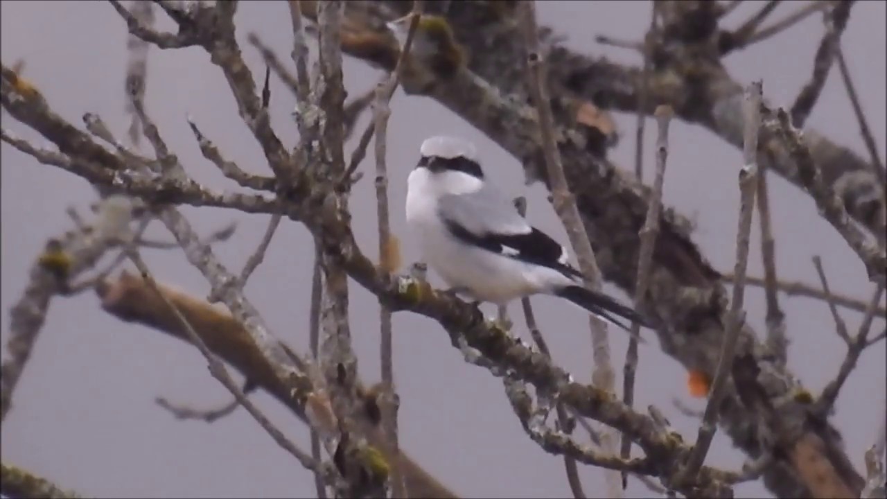 Great Grey Shrike / Varsler (Lanius excubitor)
