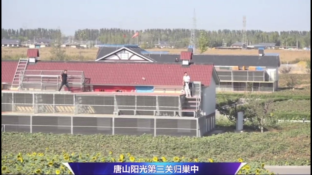 【2023世界杯唐山阳光站】第3关550Km，China World Cup Pigeon Professional League 〈Sunshine Club Station〉Hot 3/550km