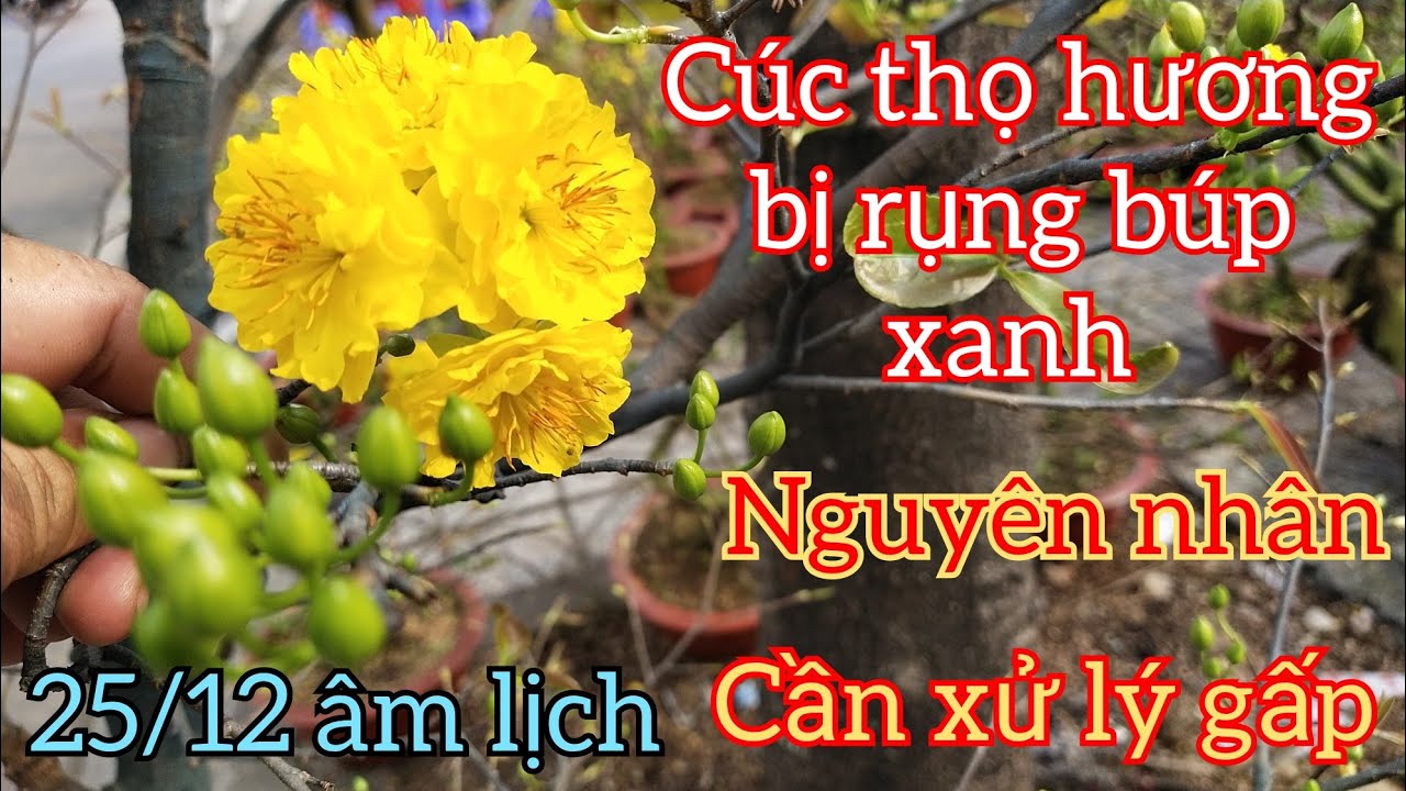 16/1/2023 cúc thọ hương bị rụng nụ xử lý gấp không kịp nguyên nhân do đâu 0706645935 ngói