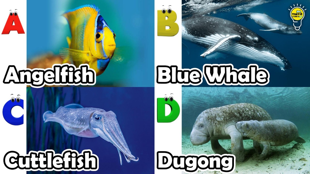 ABC phonics animals | ABC Sea Animals song | English and Animals for Kids #angelfishs