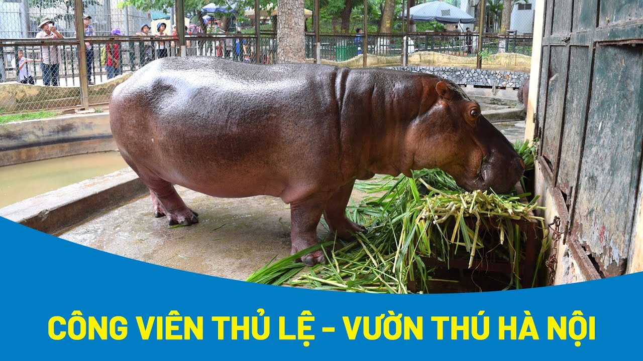 Tham quan Công viên Thủ Lệ - Vườn bách thú Hà Nội từ A – Z - Cách Hay Nhất