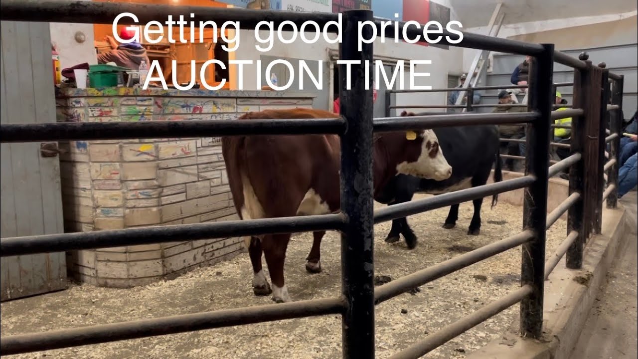 Cull cows auction video and moving cows to cornstalks and winter wheat
