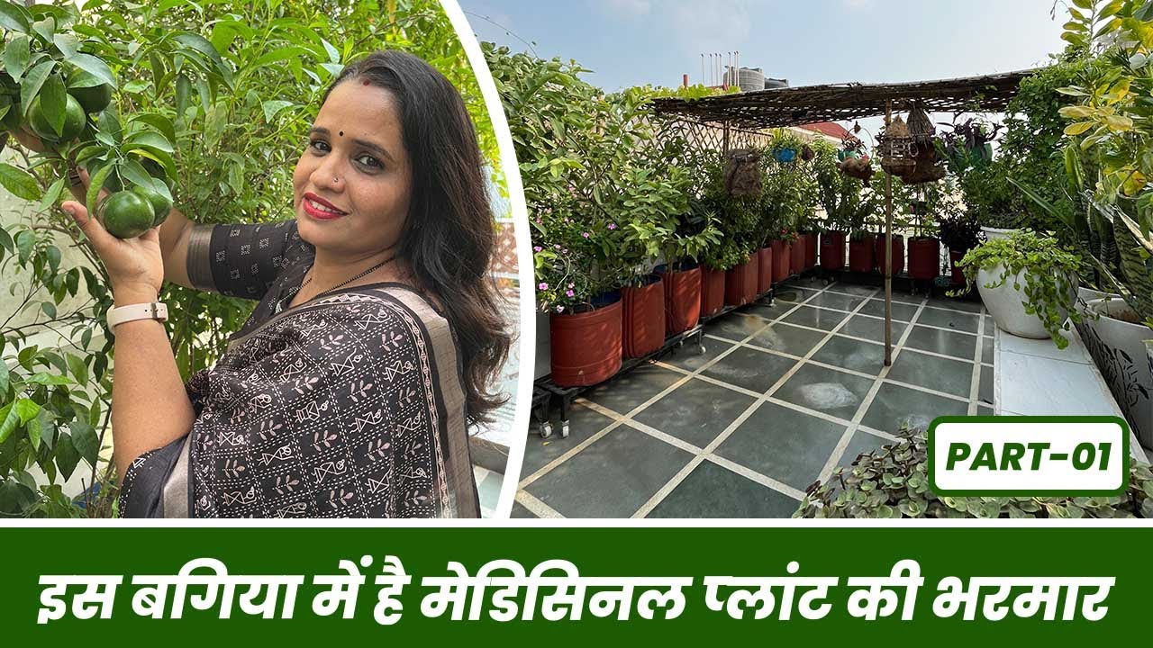 मैं अपना इलाज अपने पौधों से ही कर लेती हूँ 😱 गुरुग्राम की मेडिसिनल प्लांट वाली बगिया 🍃 Part-01