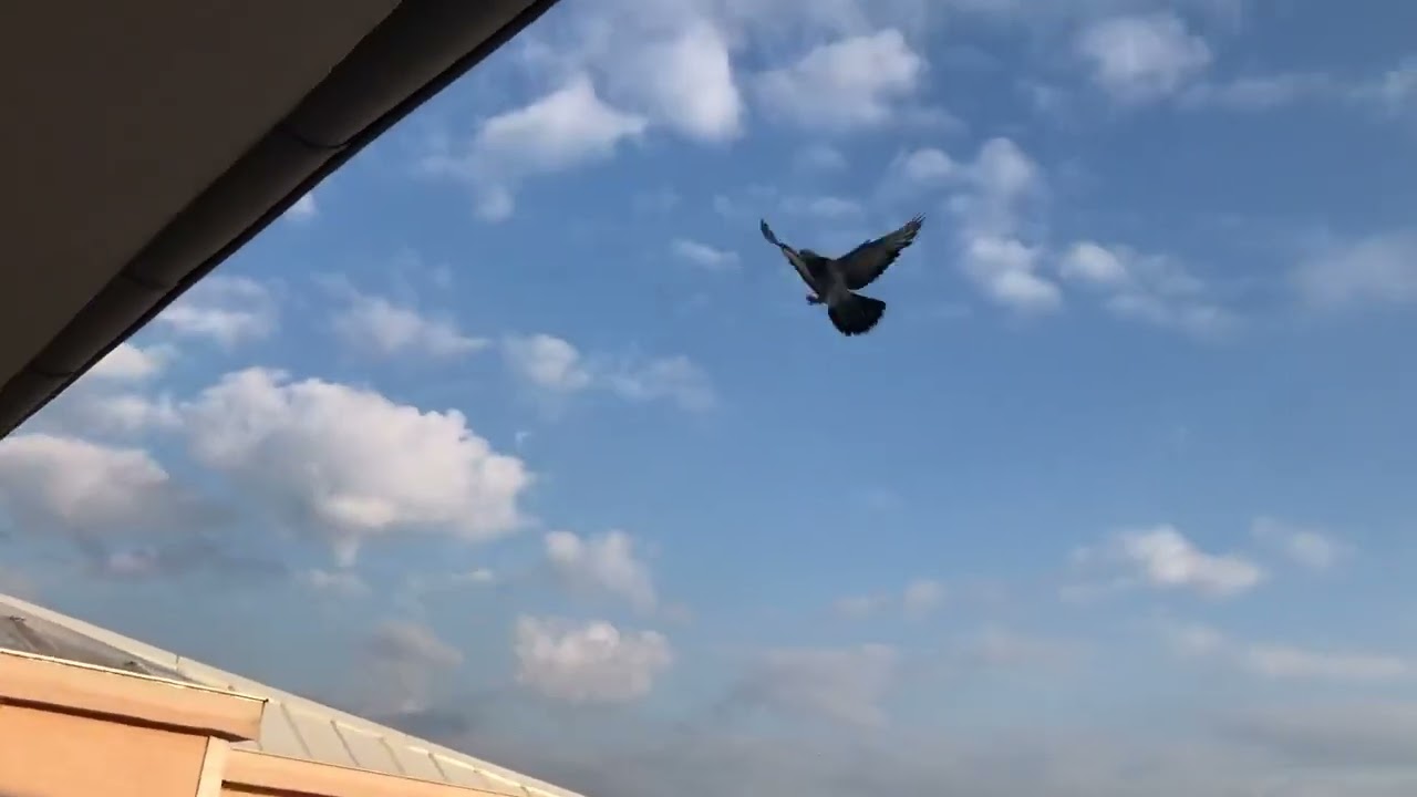 Yavru oyun kuşu eğitimi part 4 #pigeon #g&uuml;vercin #parrot #kabutar #kabootar #birds #pigeonhouse 