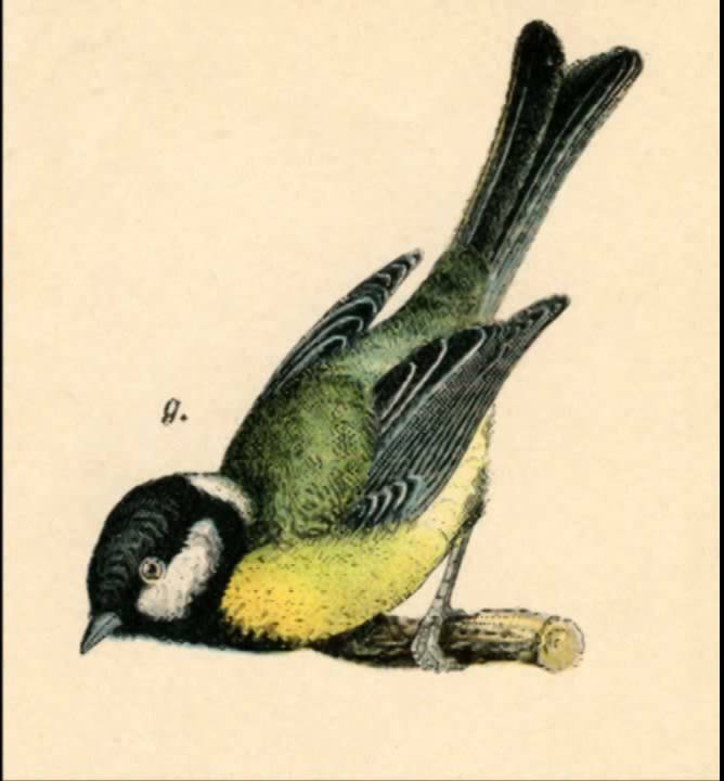 Friedrich von Flotow: La Mesange
