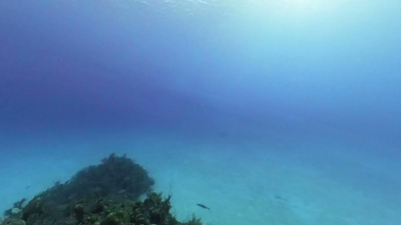 DD6 Grand Cayman Eagle Ray Rock 3
