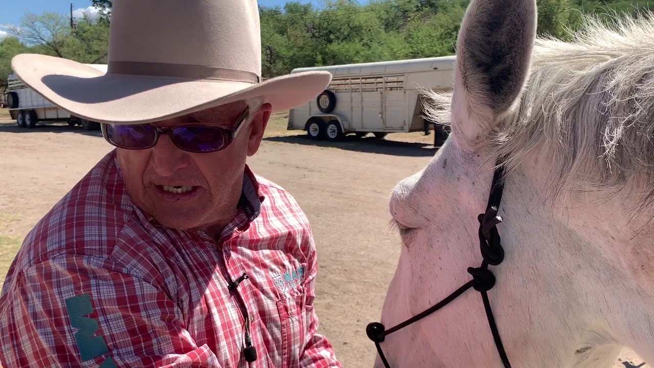 How to Properly Adjust A Rope Halter for Mules and Donkeys