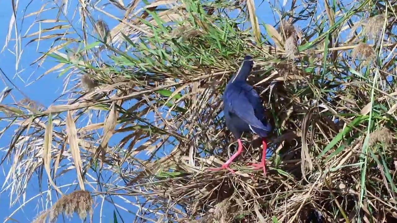 Purple Swamphen  Video 3`