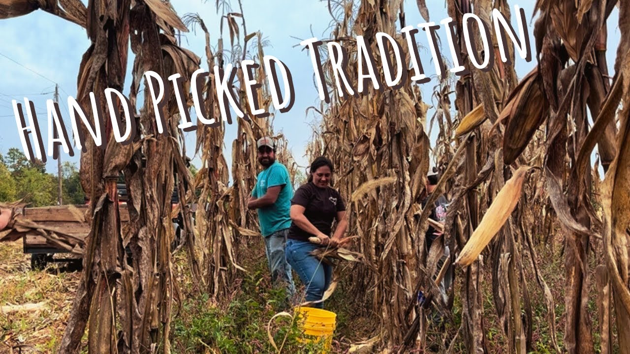 Let&rsquo;s Get to Pickin&rsquo; Corn || Landrace Corn for Feed, Grits & Cornbread || October 2025