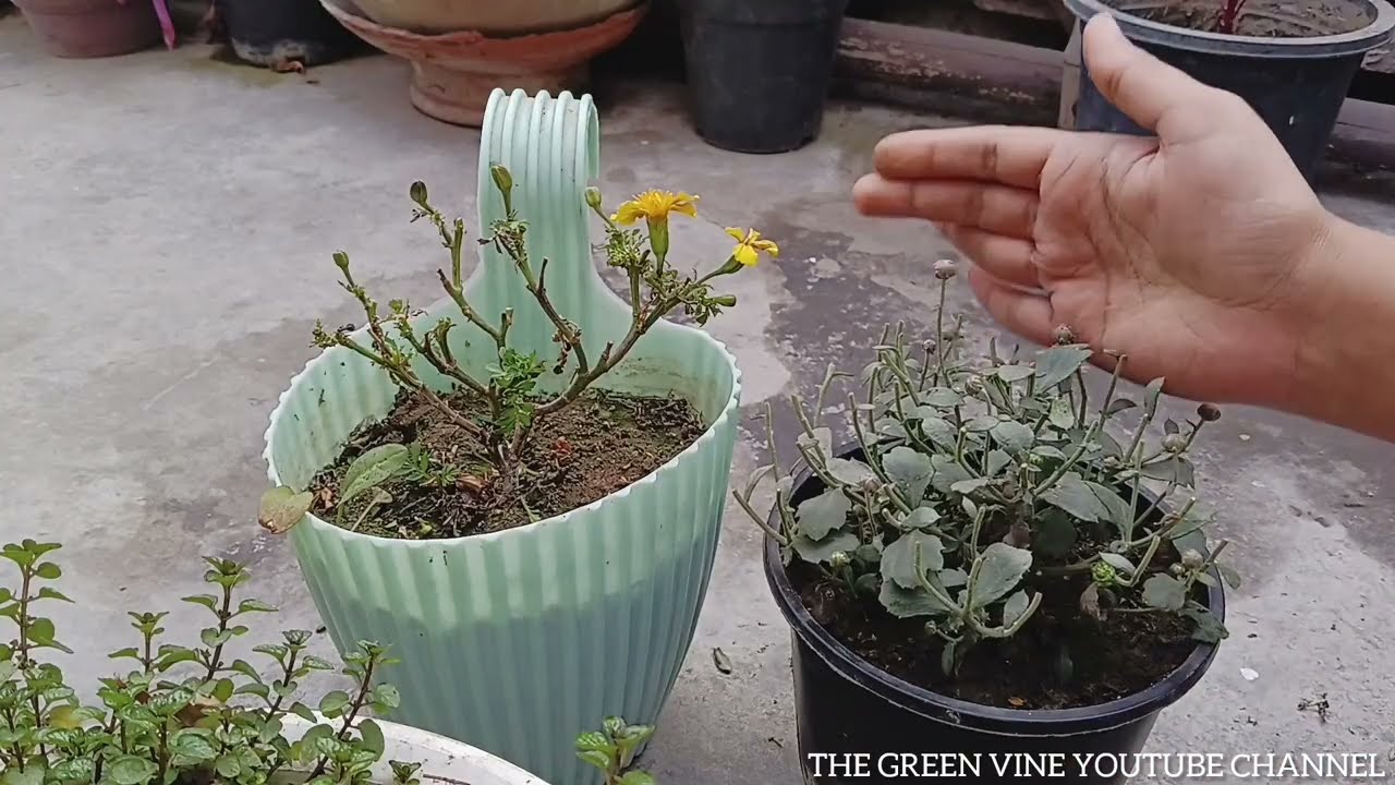 PART 2||सर्दियों में GULDAVARI PLANT को सूखने से कैसे बचाएं? ❄️🌼 ||Winter Care|| The Green Vine17||