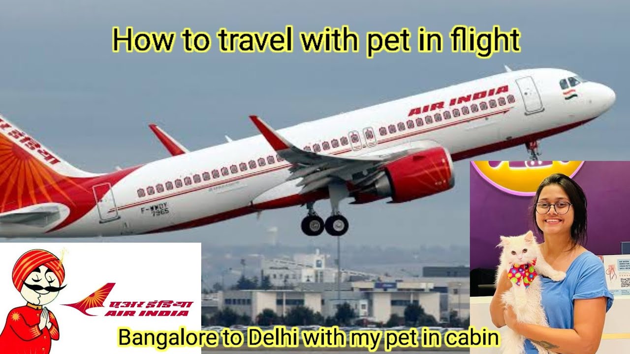 How to travel with pet in flight || Travel with pet in cabin || AirIndia pet travel || Pet in Flight